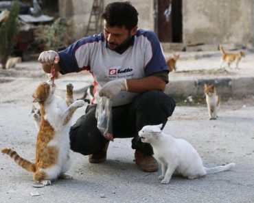 ‘Cat Man of Aleppo’ Forced to Start Again, From Scratch…