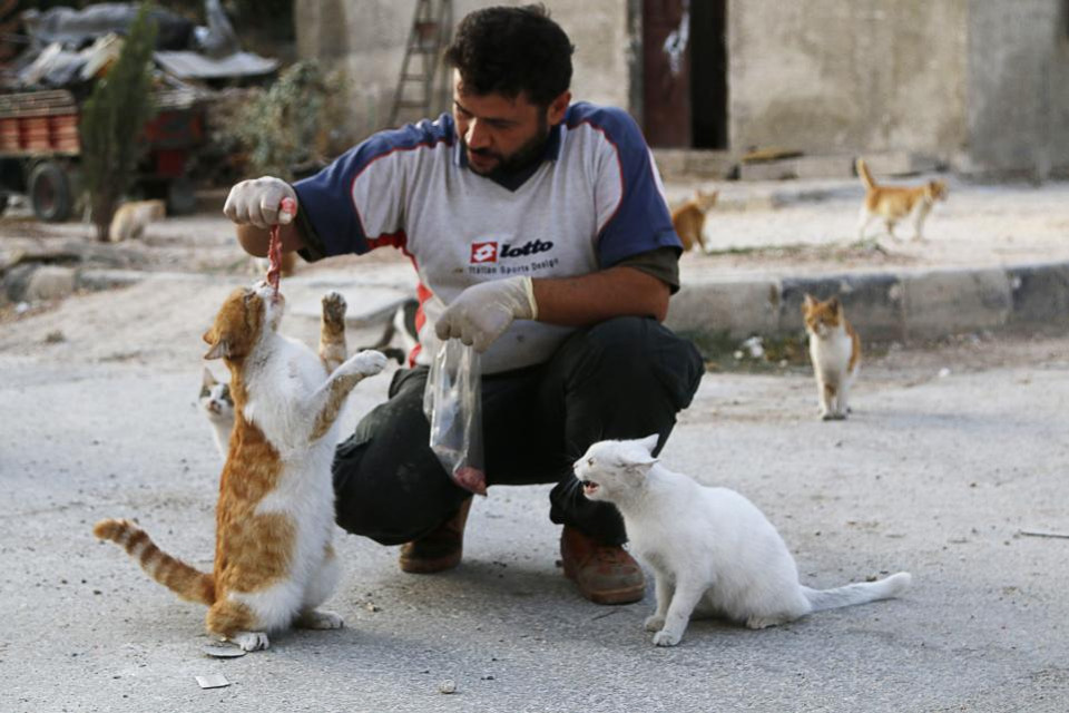 ‘Cat Man of Aleppo’ Forced to Start Again, From Scratch…