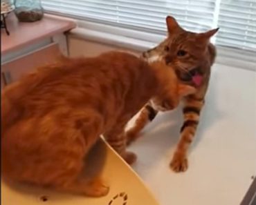 This Kitty Is Totally Determined To Drag His Feline Friend Away From The Vet!