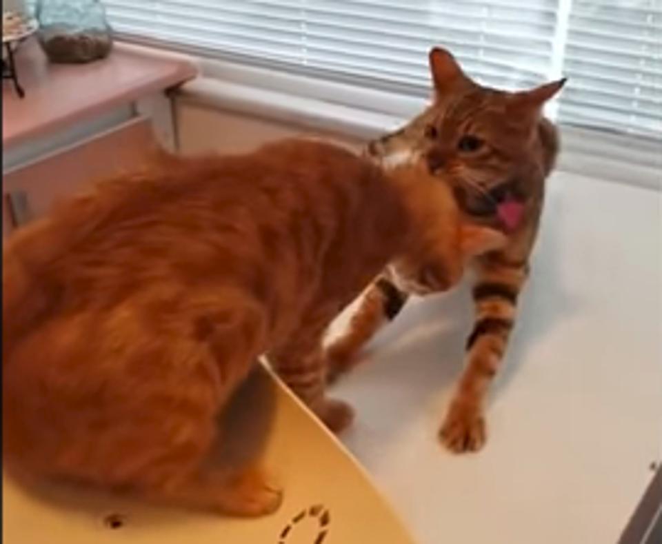 This Kitty Is Totally Determined To Drag His Feline Friend Away From The Vet!