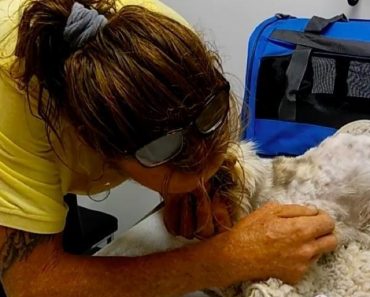 Emotional Reunion When Man Found His 20-Year-Old Deaf And Blind Cat