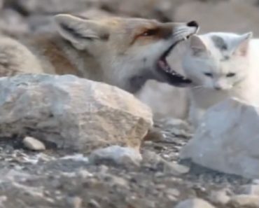 Photographer Thought This Fox Was About To Kill This Stray Cat. But When He Zoomed In…