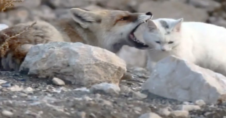 Photographer Thought This Fox Was About To Kill This Stray Cat. But When He Zoomed In…