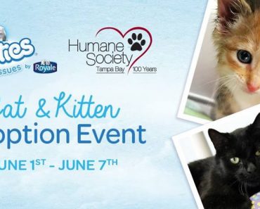 Free Cats And Kittens At Humane Society of Tampa Bay!