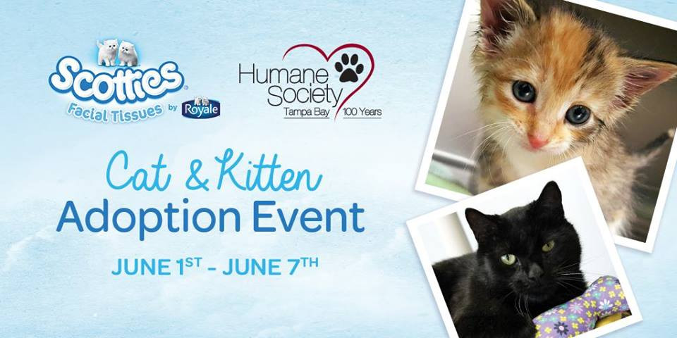 Free Cats And Kittens At Humane Society of Tampa Bay!