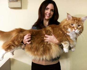 He May Be the Longest Cat in the World!