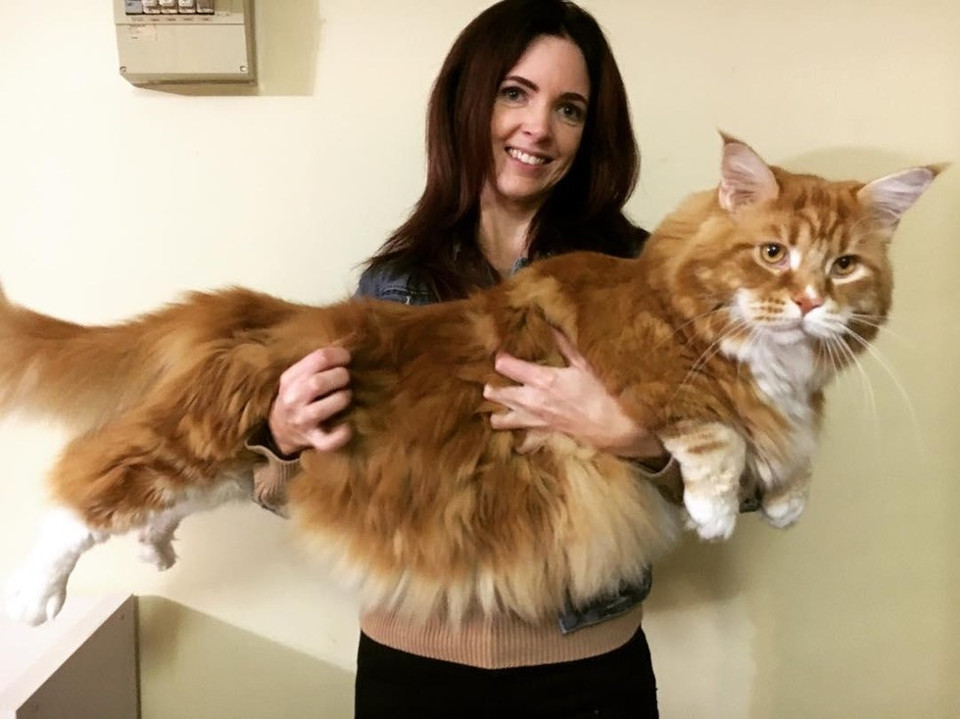 He May Be the Longest Cat in the World!