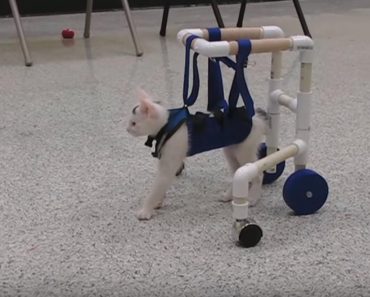 Kitten Born with Neurological Disorder Learns How To Walk!