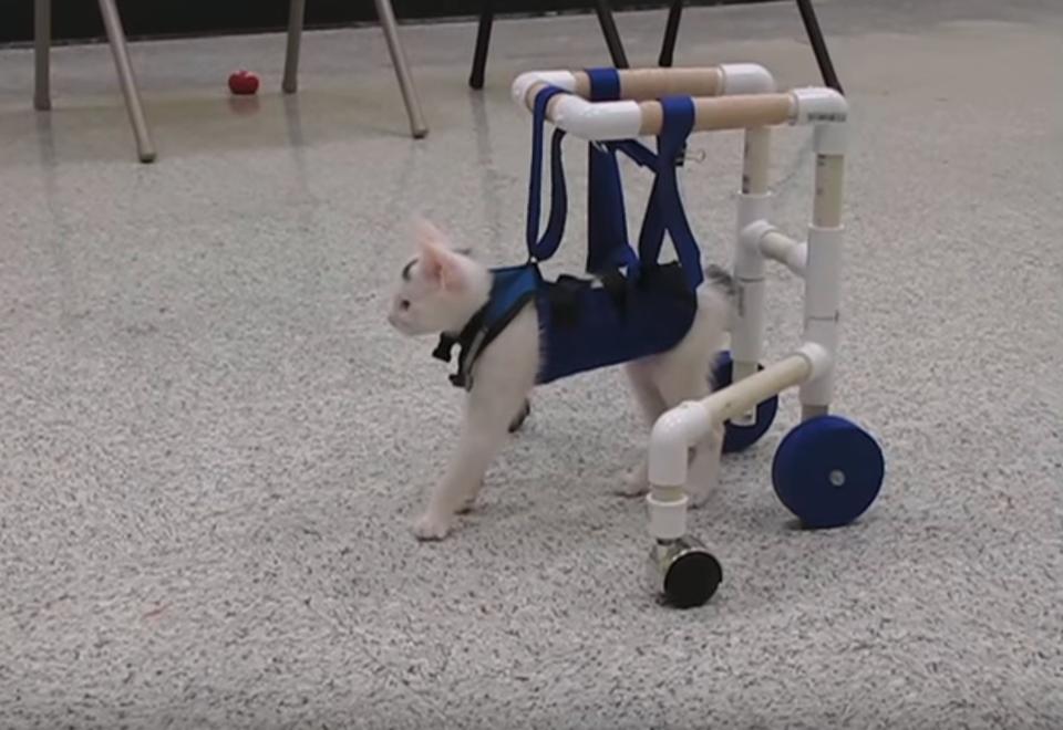 Kitten Born with Neurological Disorder Learns How To Walk!