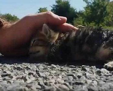 Kitten Was Found Half-Dead On the Road, But A Miracle Happened