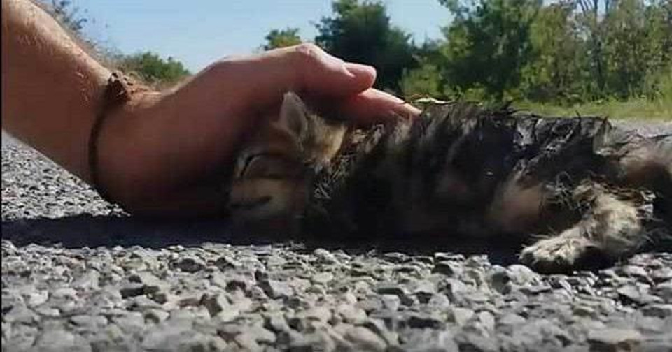 Kitten Was Found Half-Dead On the Road, But A Miracle Happened