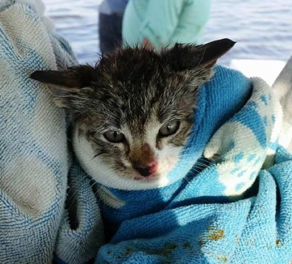 Kitten rescued from drowning