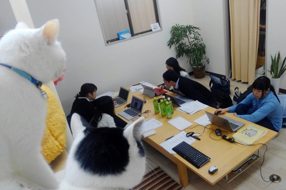 Cats at office