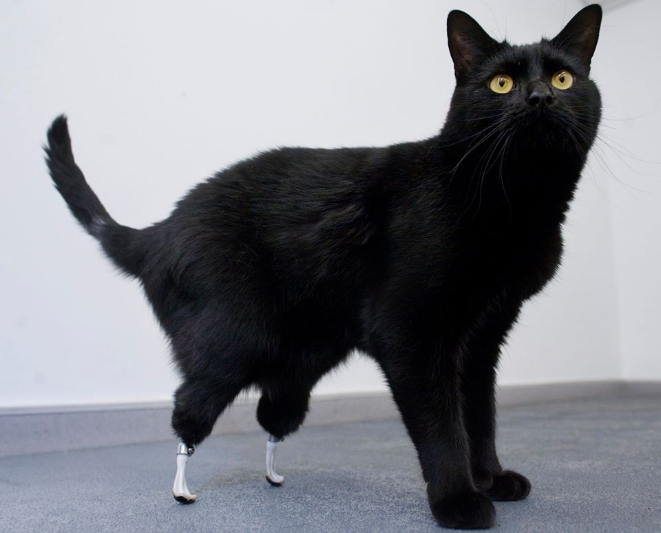 Oscar, The First Cat With Two Bionic Leg Implants!