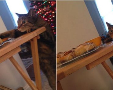 People Are Dying Over This Cat’s Face After He Was Busted Stealing A Cinnamon Bun