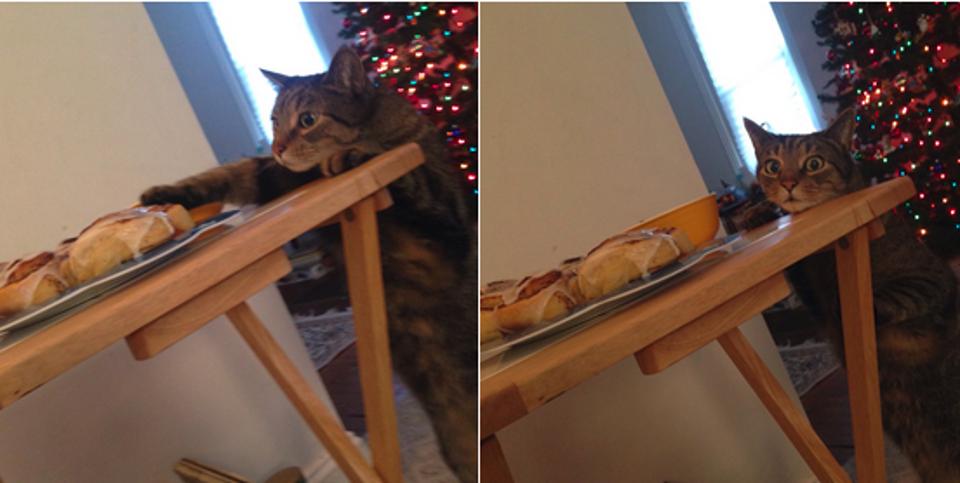 People Are Dying Over This Cat’s Face After He Was Busted Stealing A Cinnamon Bun
