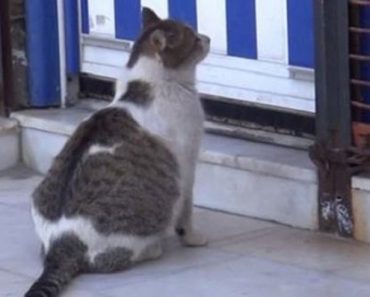 Cat Struggling To Give Birth Goes To Health Clinic For Help!