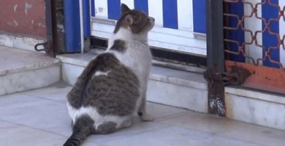 Cat Struggling To Give Birth Goes To Health Clinic For Help!