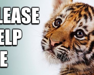 Reasons Why You Should Never Pay to Take Photos With Baby Tigers Or Pet Them