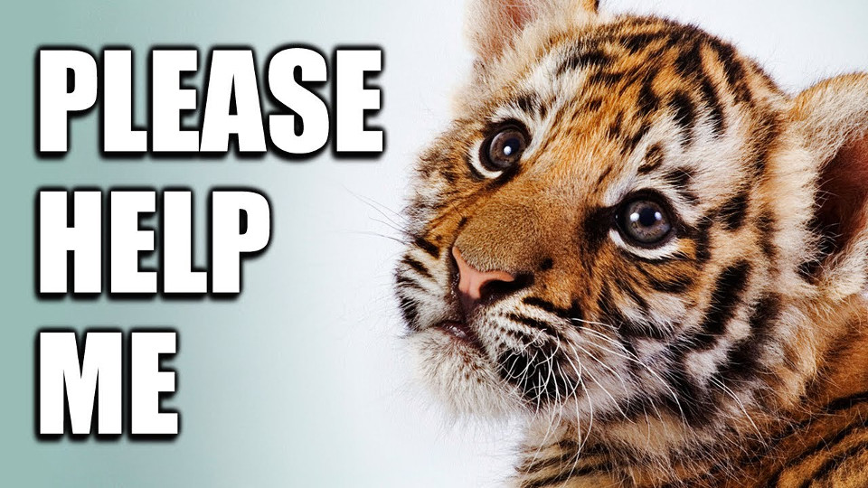 Reasons Why You Should Never Pay to Take Photos With Baby Tigers Or Pet Them