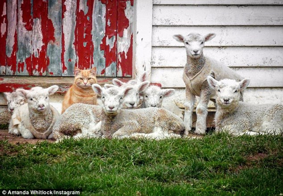 Steve, the Cat Who Thinks He’s a Lamb!