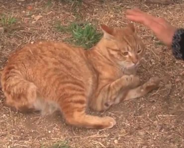 This “Broken” Cat Rejected By Everyone Was Begging For Help
