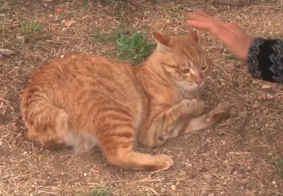 This “Broken” Cat Rejected By Everyone Was Begging For Help