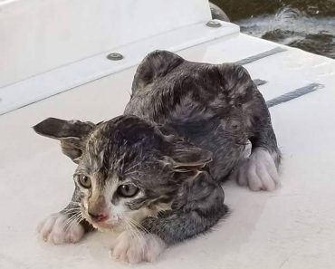 Underwater Bridge Inspectors Save Kitten from Drowning