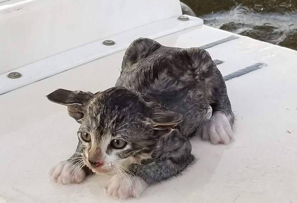 Underwater Bridge Inspectors Save Kitten from Drowning