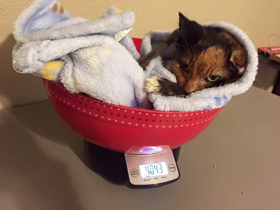 Cat taking weight