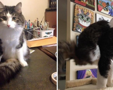 Cat Born with Two Legs Uses His Fluffy Tail to Walk and It’s Amazing