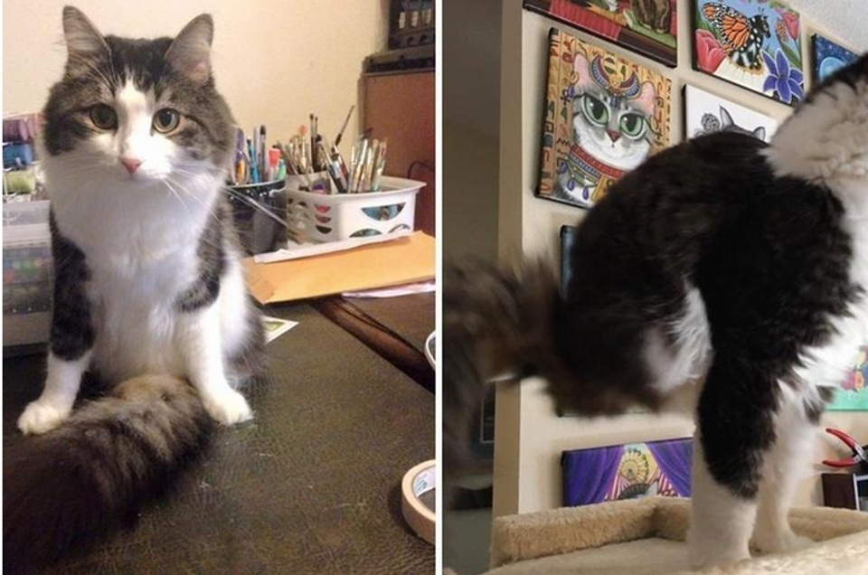 Cat Born with Two Legs Uses His Fluffy Tail to Walk and It’s Amazing