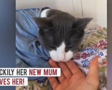 Cat Rejected By 5 Previous Owners Finally Finds A Human That Loves Her