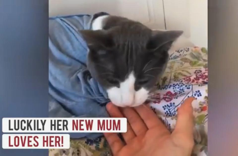 Cat Rejected By 5 Previous Owners Finally Finds A Human That Loves Her