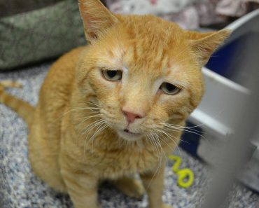 A Tiny Smile From Nutmeg, The Saddest Cat In The World