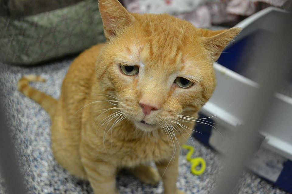 A Tiny Smile From Nutmeg, The Saddest Cat In The World