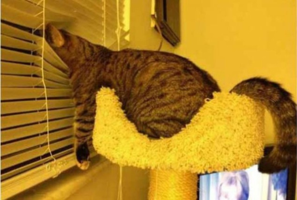 Cat sleeps funny