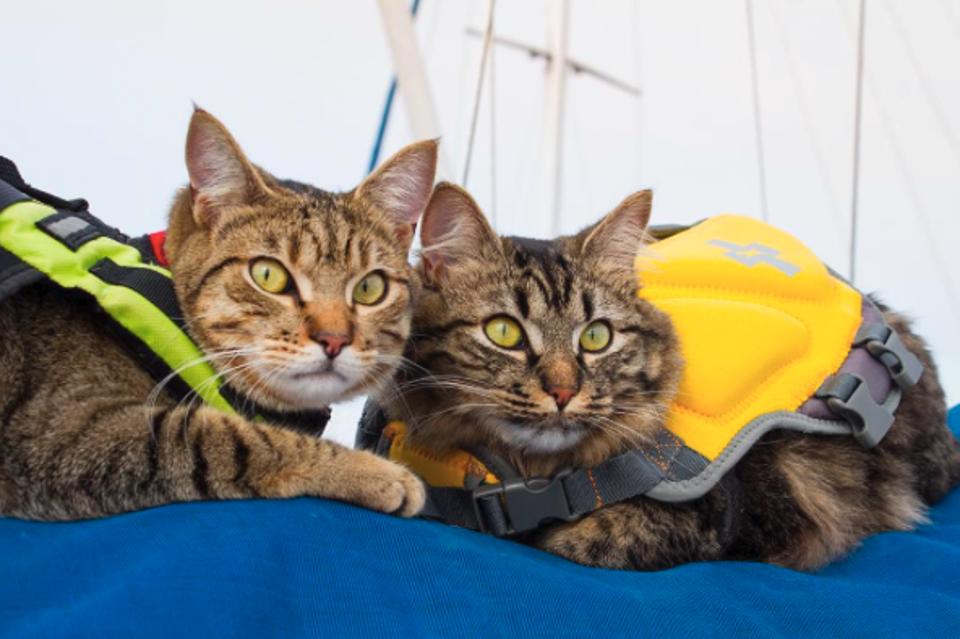 Cats adventures