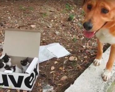 Dog Finds an Abandoned Litter of Kittens, Then Becomes The Cutest Foster Dad