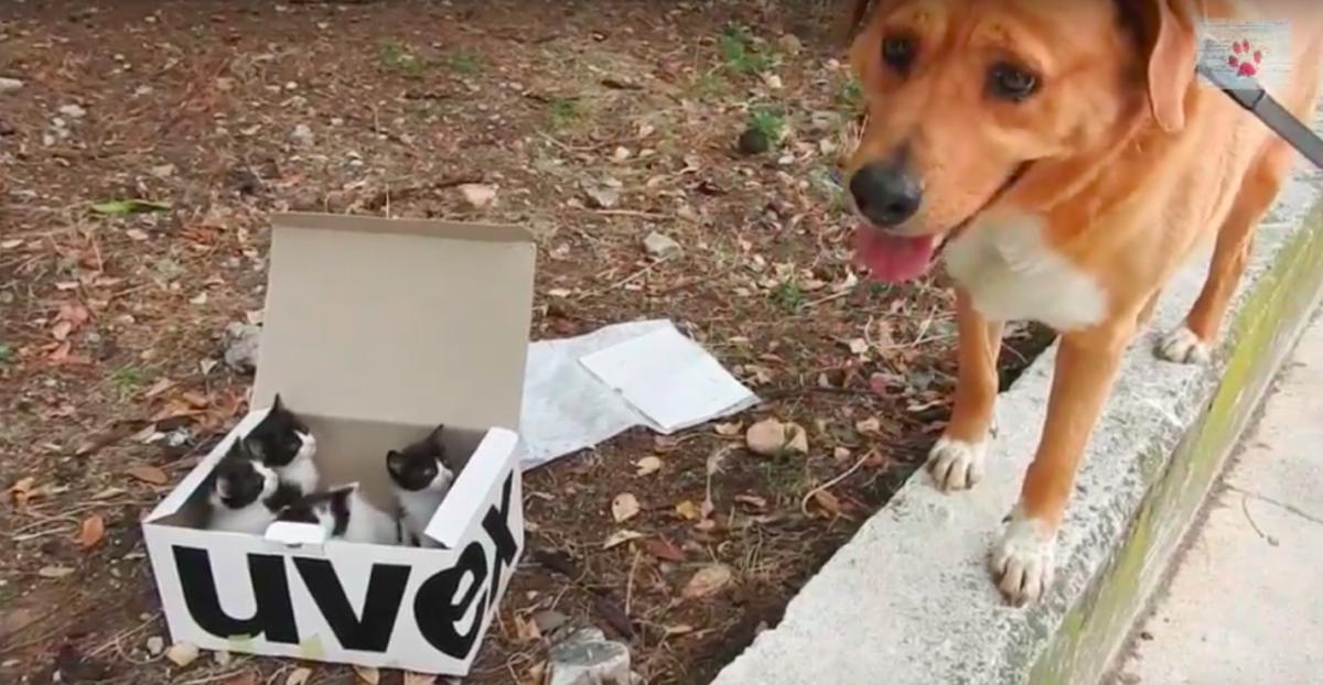 Dog Finds an Abandoned Litter of Kittens, Then Becomes The Cutest Foster Dad