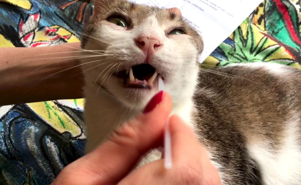 First Tests For Cats!