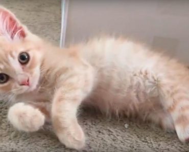Ginger Kitten Was Living On The Street With A Missing Foot, But His Life Was Turned Around