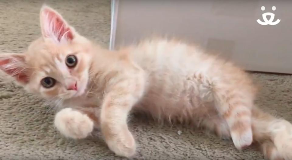 Ginger Kitten Was Living On The Street With A Missing Foot, But His Life Was Turned Around