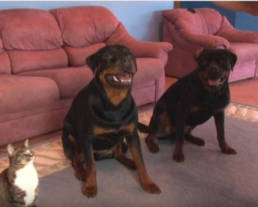 He Asked His Dogs To Roll Over. The Cat’s Reaction?