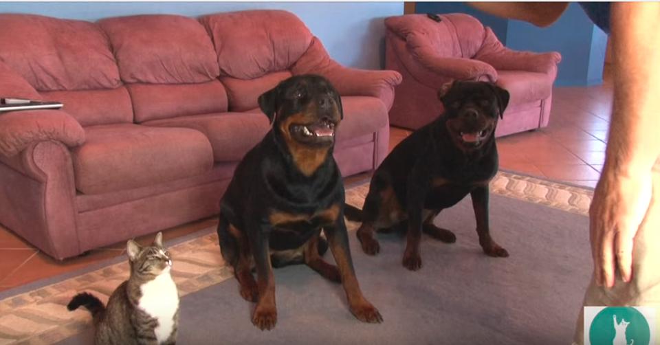 He Asked His Dogs To Roll Over. The Cat’s Reaction?