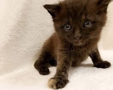 Hundreds Want To Adopt a Rare Kitten Named Burrito