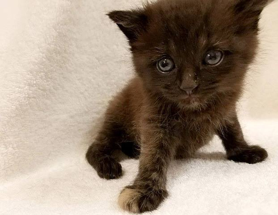 Hundreds Want To Adopt a Rare Kitten Named Burrito