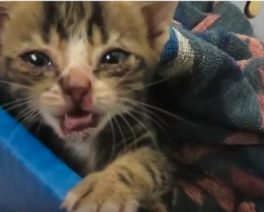 Meet Monkey, The Kitten Who Lost The Use of Her Back Legs But She Didn’t Lose Hope