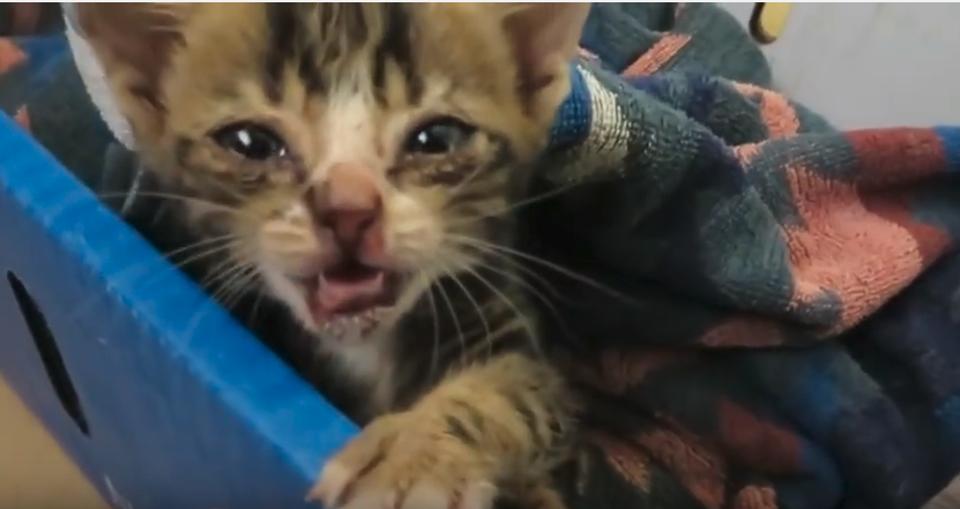 Meet Monkey, The Kitten Who Lost The Use of Her Back Legs But She Didn’t Lose Hope