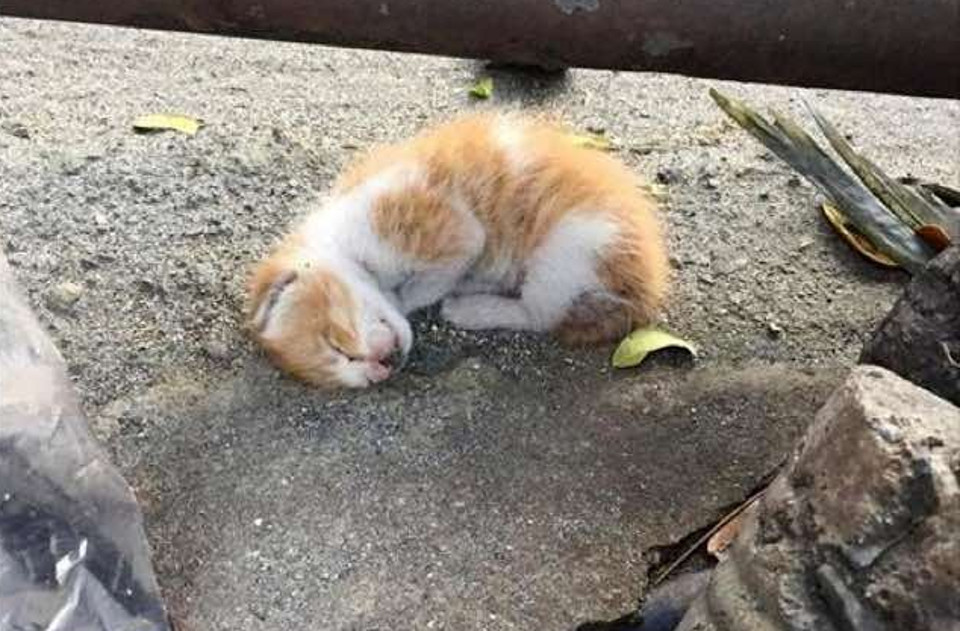 Kitten Found Lifeless on Roadside, Is Saved!